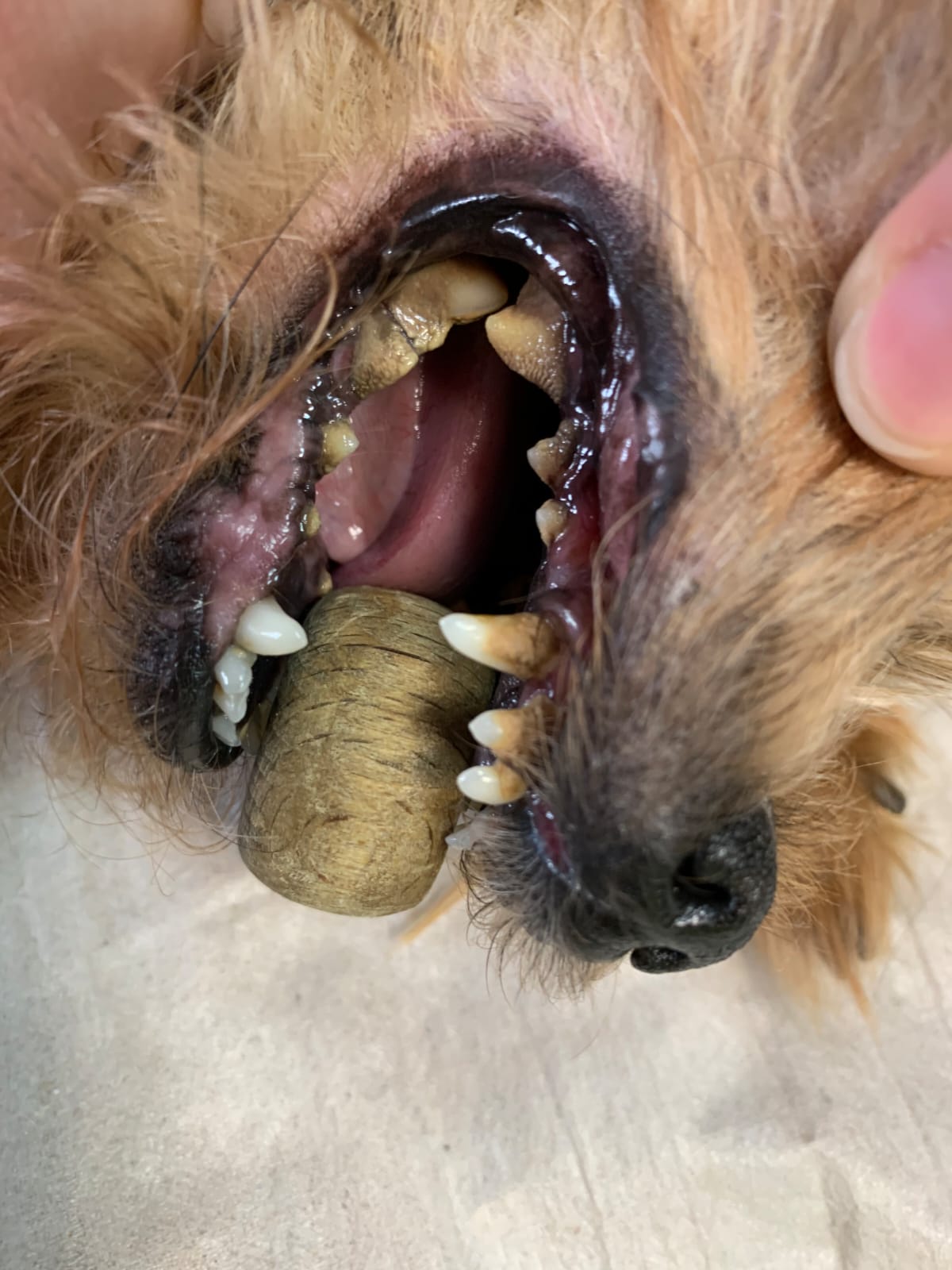 Zahnsteinentfernung bei einem Hund